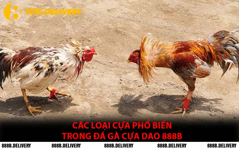 Các Loại Cựa Phổ Biến Trong Đá Gà Cựa Dao 888B