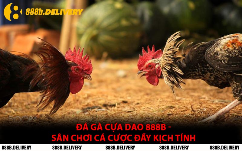 Đá Gà Cựa Dao 888B - Sân Chơi Cá Cược Đầy Kịch Tính
