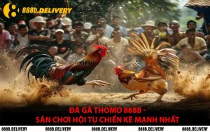 Đá Gà Thomo 888B - Sân Chơi Hội Tụ Chiến Kê Mạnh Nhất