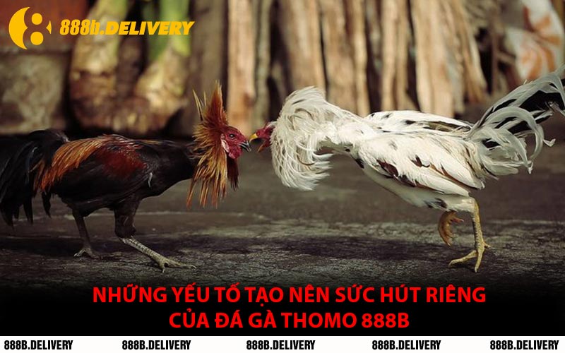 Những yếu tố tạo nên sức hút riêng của đá gà Thomo 888B