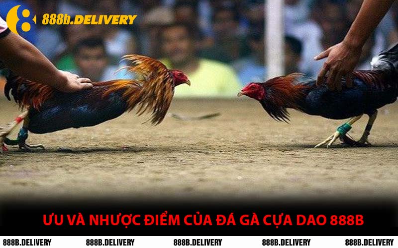 Ưu Và Nhược Điểm Của Đá Gà Cựa Dao 888B